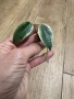 Hoya Хоя Archboldiana Variegata , снимка 1