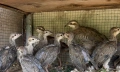Тракийски кеклик, снимка 1
