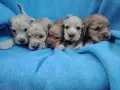 Кокер шпаньоли., снимка 2
