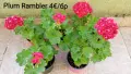Сортово мушкато Pelargonium Plum Rambler  , снимка 1