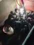 Ярки суперхарко на 2 месеца, снимка 1