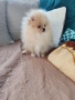 Померан мини размер мъжко., снимка 13