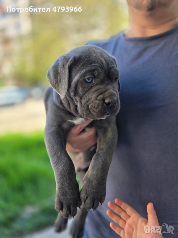 Продажба на чистокръвнo Кане Корсо (женско), снимка 1