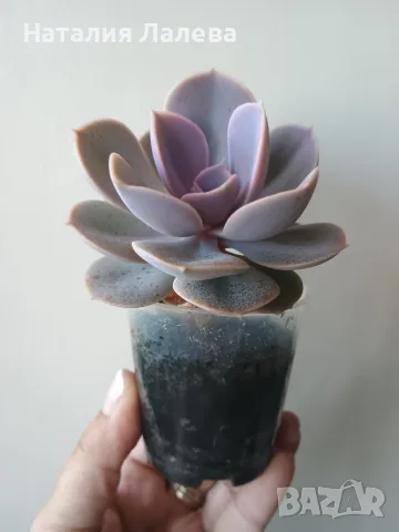 Ешеверия, echeveria Perle von nurnberg, снимка 4 - Стайни растения - 55440783