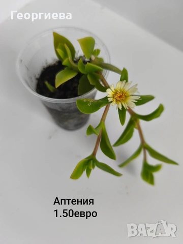 градински растения , снимка 4 - Сортови семена и луковици - 54944687