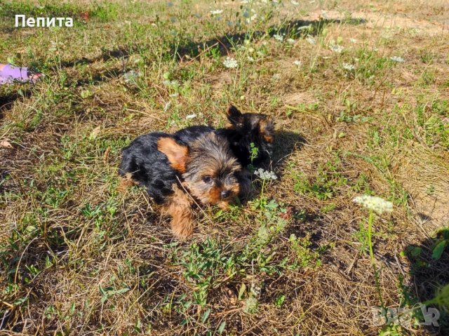 Мини йоркширски териер, снимка 5 - Йоркширски териер - 54199648
