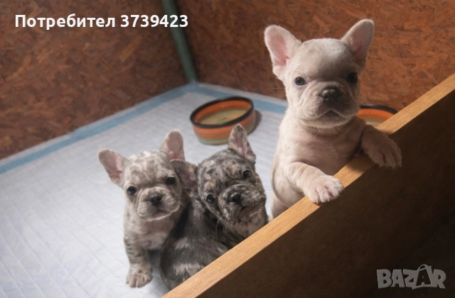 Френски Булдочета