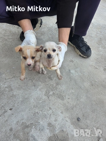 Малки пухкави щастия търсят своя нов дом! 🐾, снимка 4 - Чихуахуа - 54194641