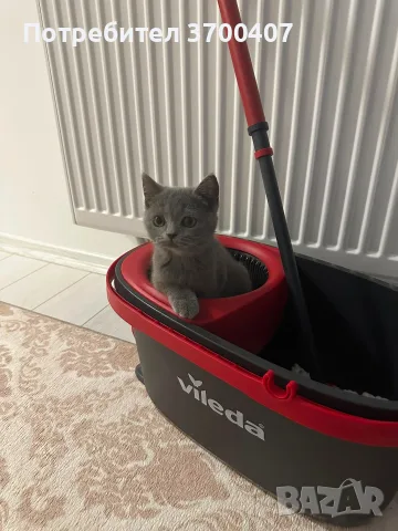 Шотландска  и британска клепоуха