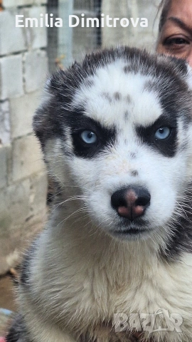 продавам куче.хъскй 