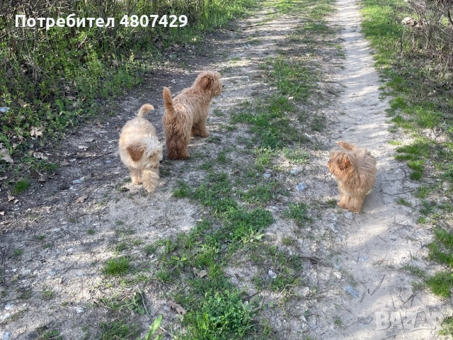 Продавам кученца порода Пудели, снимка 3 - Пудели - 54309387