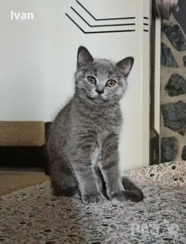 Британски котенца