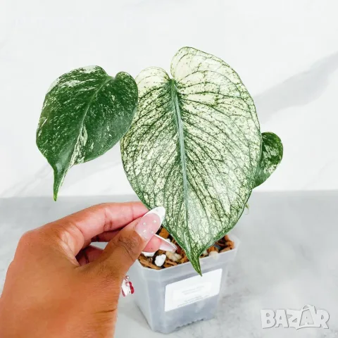Добре вкоренена "Monstera White Monster"