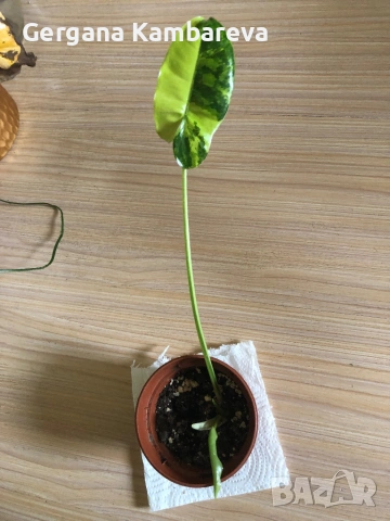 Philodendron Burle Marx Variegata , снимка 3 - Стайни растения - 54668522