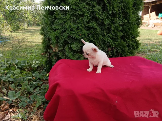 женско чихуахуа. , снимка 4 - Чихуахуа - 55371298