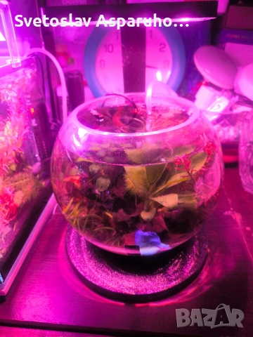 стъклена колба 7л., снимка 3 - Аквариуми - 45008999