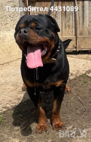 Ротвайлер за разпрод родословен, снимка 3 - Ротвайлер - 53463253