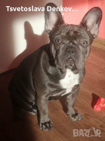 Чистокръвен Френски Булдог!! 