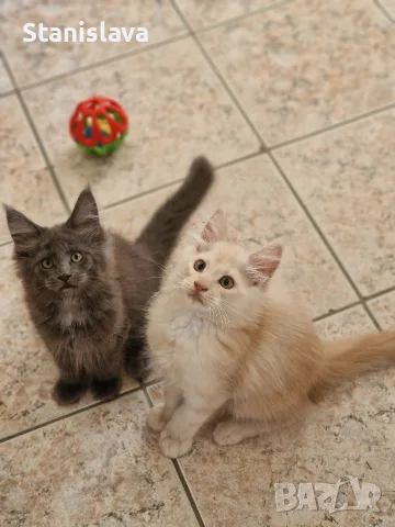 котенца Мейн Куун, снимка 6 - Мейн кун - 55670869