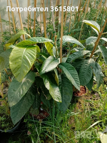 лавровишна , снимка 10 - Градински цветя и растения - 53971651