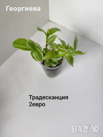 традесканция, мурдания, снимка 3 - Стайни растения - 54716773