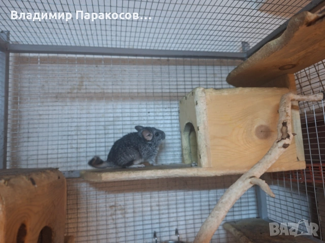 Чинчила