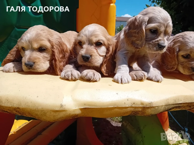 Английски кокер шпаньол, снимка 7 - Кокер шпаньол - 54722890
