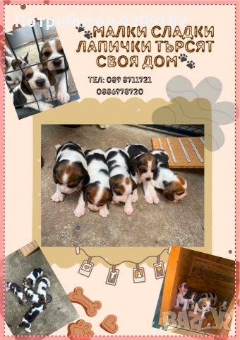 Продаваме бигълчета, снимка 4 - Бигъл - 55248189