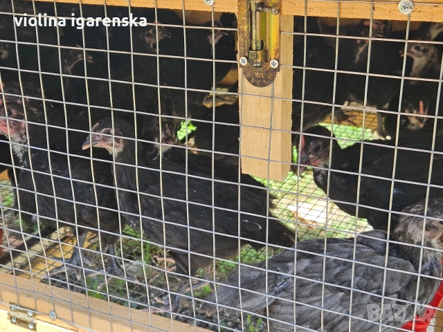 пилета аустралорп , снимка 2 - Кокошки и пуйки - 54839525