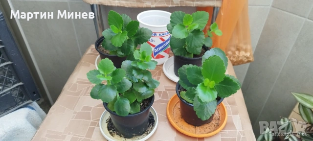 Каланхое