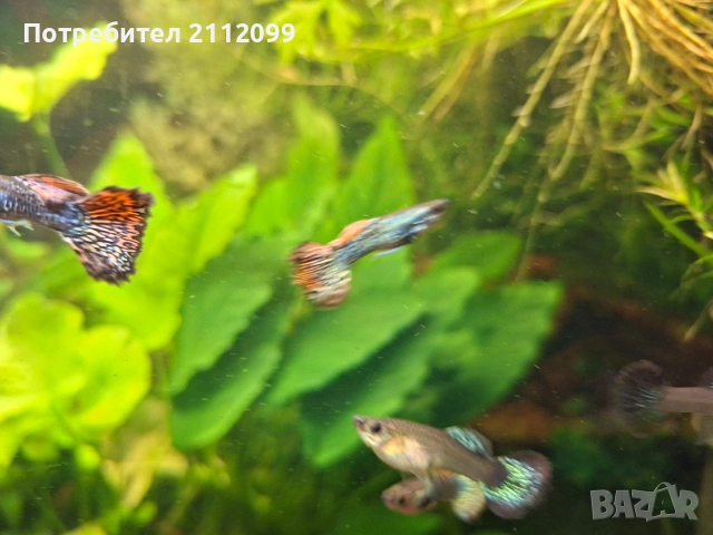 Гупи червен дракон 10бр., снимка 3 - Рибки - 54034141
