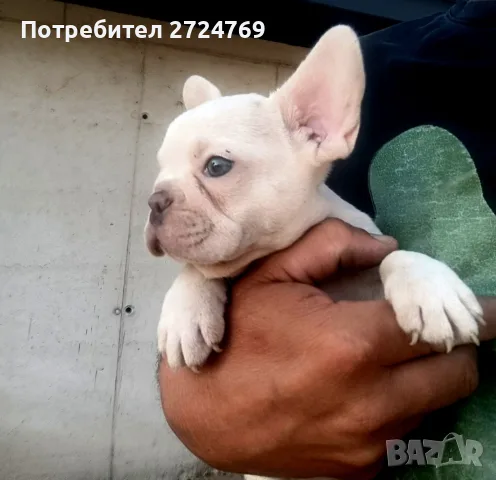 Френски булдог- булдоче , снимка 4 - Френски булдог - 55630237