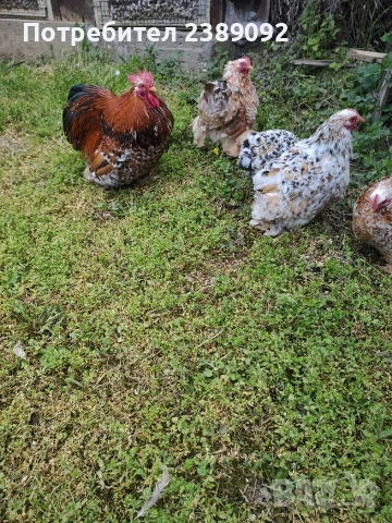 Мини кохин порцелан , снимка 6 - други­ - 54170142