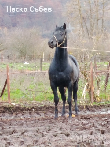 Продавам чисто породен Дунавски жребец, снимка 2 - Коне - 53955134