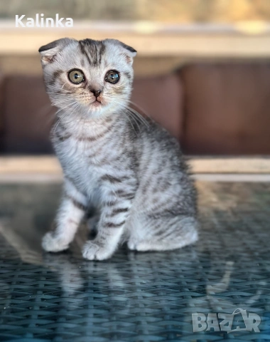 Мъжко шотландско клепоухо сребърно котенце , снимка 7 - Други - 55096948