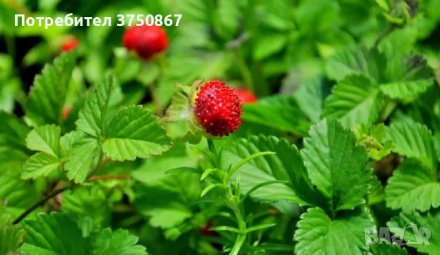 🍓🌿🍓 Декоративна ягода – Duchesnea indica 🍓(Индийска ягода, Фалшива ягода), снимка 3 - Градински цветя и растения - 55372613