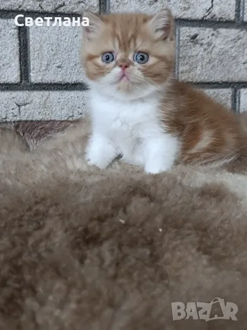 Екзотично късокосместо коте 😻, снимка 2 - Персийска - 55327112