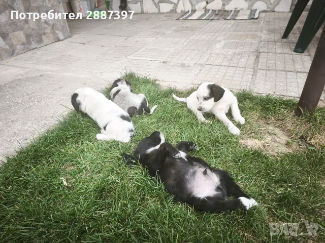 *кученца спешно*