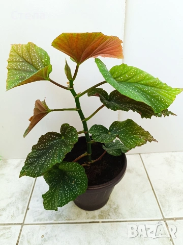 Индрише, бял Бенджамин, Бегония , Хлорофитум , снимка 12 - Стайни растения - 46143435