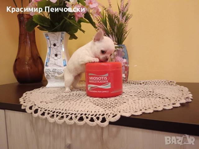 женско чихуахуа. , снимка 4 - Чихуахуа - 54940734