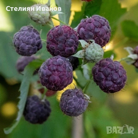 Черна малина без бодли (Rubus idaeus 'Glen Coe')