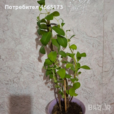 Еуфорбия/Христов венец Цвете, снимка 2 - Стайни растения - 54742956