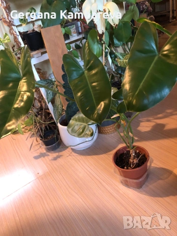 Philodendron Burle Marx , снимка 3 - Стайни растения - 54811824