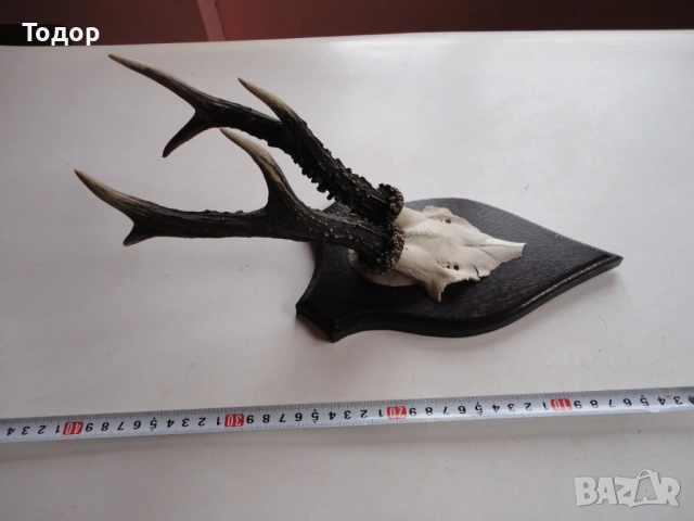 Страхотен ловен трофей рога 16