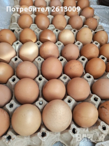 Домашни яйца, снимка 2 - Кокошки и пуйки - 54332694