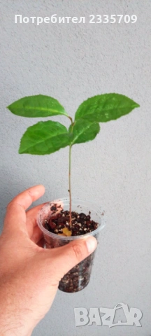 Китайски чай Camellia sinensis - растения