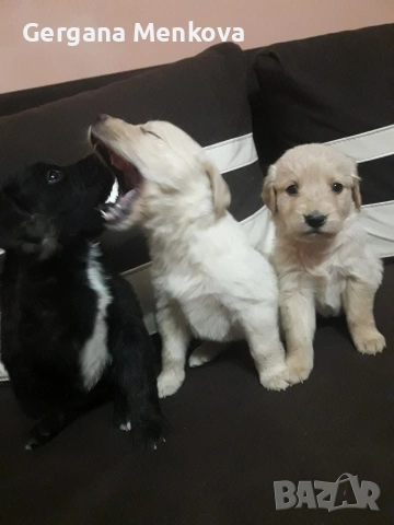 чистокръвни Лабрадори трилъри, снимка 6 - Лабрадор ретривър - 54070592