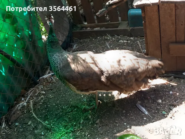 чифт индийски пауни, снимка 4 - други­ - 55391362