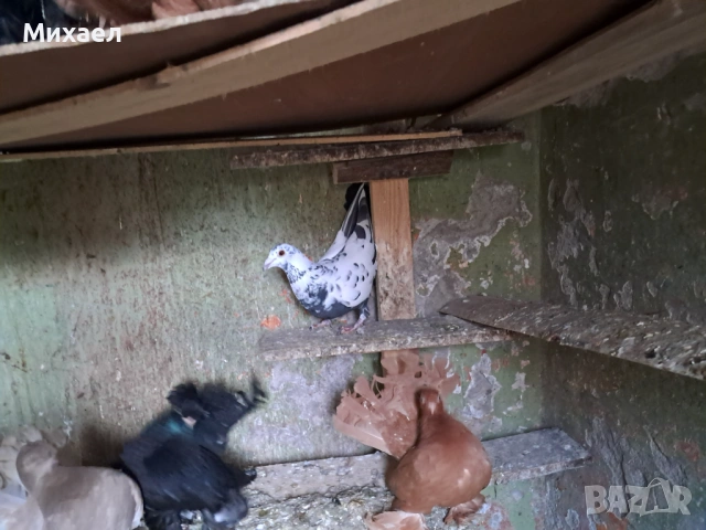 Гълъби, снимка 10 - Гълъби - 54091665