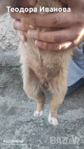 Подарявам малки кученца на 40 дни , снимка 8 - Други - 54342321